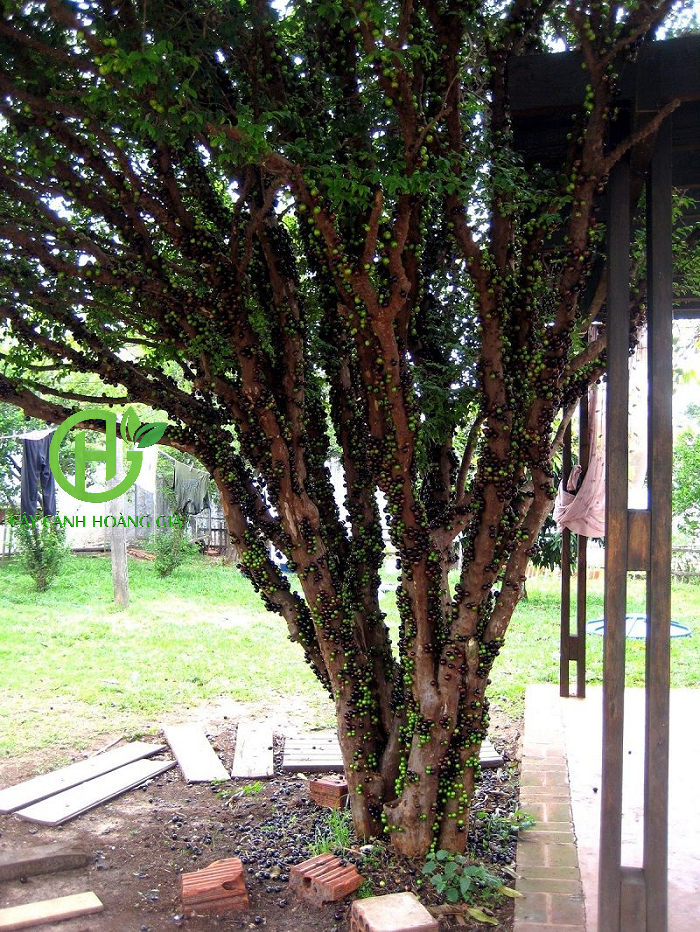 cay-nho-than-go-co-thu-dep